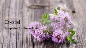  Presentation with thyme - Slide deck enhanced with thyme flowers on a wooden background and a light gray colored foreground