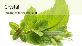  Presentation with thyme - Amazing slides having thyme fresh herb and mint backdrop and a blonde colored foreground