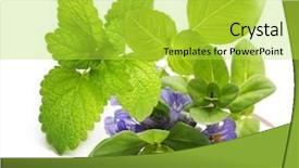  Presentation with lemongrass herb plant fresh leaves - Audience pleasing PPT theme consisting of thyme fresh herb basil leaf backdrop and a yellow colored foreground