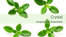  Presentation with thyme - Beautiful slides featuring thyme fresh herb isolated backdrop and a mint green colored foreground