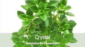  Presentation with thyme - Cool new PPT theme with thyme fresh herb isolated backdrop and a tawny brown colored foreground