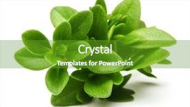  Presentation with thyme - Cool new presentation theme with thyme fresh herb isolated backdrop and a tawny brown colored foreground