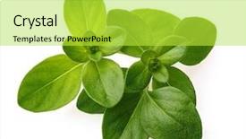  Presentation with thyme - Presentation theme consisting of thyme fresh herb isolated background and a yellow colored foreground