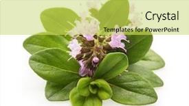  Presentation with thyme - Audience pleasing presentation theme consisting of thyme fresh herb isolated backdrop and a yellow colored foreground
