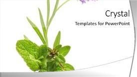  Presentation with thyme - Theme with thyme fresh herb lavender background and a white colored foreground