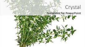  Presentation with posy - Amazing presentation theme having thyme herb leaves tied in a posy isolated over white background backdrop and a white colored foreground