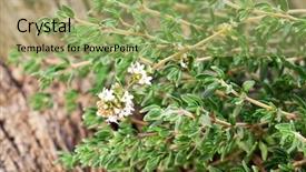  Presentation with wooden board empty table top - Amazing PPT theme having thyme herb on wooden table backdrop and a yellow colored foreground