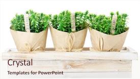  Presentation with lemongrass herb plant fresh leaves - Slide deck with creative customize design innovation inspiration vision concept background and a light gray colored foreground