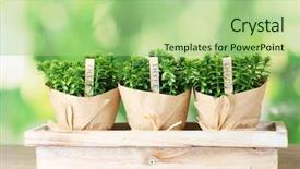  Presentation with beautiful green - Beautiful slide set featuring thyme herb plants in pots backdrop and a mint green colored foreground