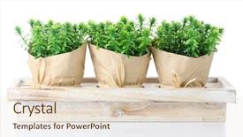  Presentation with lemongrass herb plant fresh leaves - Presentation design consisting of thyme herb plants in pots background and a lemonade colored foreground