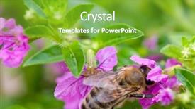  Presentation with popular - Amazing presentation theme having popular prime lens macro shot backdrop and a shamrock green colored foreground