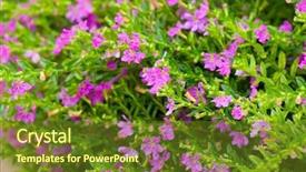  Presentation with thyme - Beautiful presentation featuring thyme is used in cooking backdrop and a tawny brown colored foreground