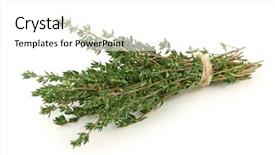  Presentation with thyme - Presentation theme with thyme isolated on white background background and a white colored foreground