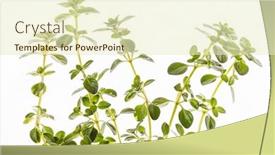  Presentation with thyme - Slides featuring thyme isolated background and a cream colored foreground