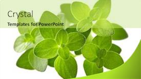  Presentation with thyme - 