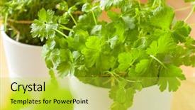  Presentation with herb - PPT theme with thyme leaves plant - fresh cilantro herb coriander leaf background and a yellow colored foreground