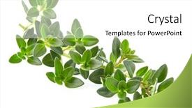  Presentation with thyme - PPT theme featuring thyme leaves background and a white colored foreground