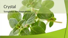  Presentation with thyme - PPT layouts featuring thyme leaves background and a yellow colored foreground