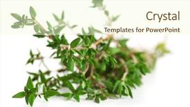  Presentation with thyme - PPT theme with thyme on white isolated background background and a cream colored foreground