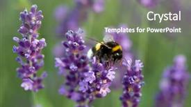  Presentation with bumblebee - Presentation theme having thyme plant - bumblebee collecting lavender honey background and a gray colored foreground