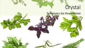  Presentation with phytotherapie set healing herbs dried - Amazing PPT layouts having thyme plant - collection set of fresh herbs backdrop and a soft green colored foreground