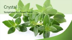  Presentation with oregano - Amazing slide set having thyme plant - oregano in closeup backdrop and a mint green colored foreground