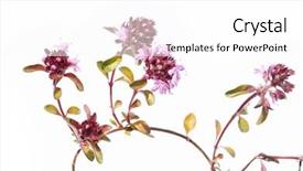  Presentation with flora florish - Presentation with thyme plant - summer flora against white background background and a white colored foreground