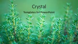  Presentation with thyme - Slides featuring thyme plant close-up aromatic background and a seafoam green colored foreground