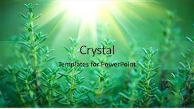  Presentation with organic cooking - Audience pleasing presentation theme consisting of thyme plant close-up aromatic backdrop and a seafoam green colored foreground