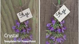  Presentation with sage - Presentation theme with thyme purple flowered plant - sage flower background and a  colored foreground