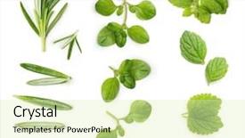  Presentation with thyme - Cool new PPT theme with thyme rosemary twig and mint backdrop and a soft green colored foreground
