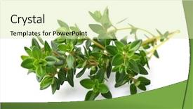  Presentation with thyme - Colorful presentation theme enhanced with thyme spice backdrop and a soft green colored foreground