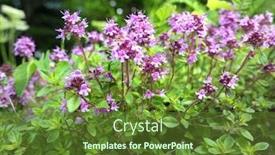  Presentation with thyme - Colorful PPT theme enhanced with thyme-wild-herb-blossom backdrop and a tawny brown colored foreground