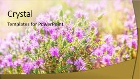  Presentation with thyme - Presentation theme having thyme background and a lemonade colored foreground