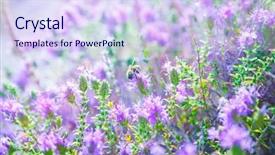  Presentation with thyme - Amazing presentation theme having thyme backdrop and a sky blue colored foreground