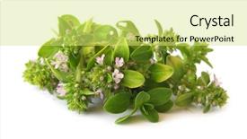  Presentation with thyme - Audience pleasing PPT theme consisting of thymus serpyllum wild thyme backdrop and a yellow colored foreground