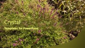  Presentation with thyme - Presentation theme having thymus-vulgaris-known-as-common background and a tawny brown colored foreground