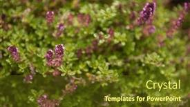  Presentation with thyme - PPT theme having thymus-vulgaris-known-as-common background and a tawny brown colored foreground