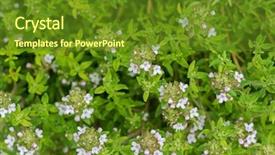  Presentation with home garden - Cool new PPT theme with thymus vulgaris plant - closeup photo of home grown backdrop and a  colored foreground