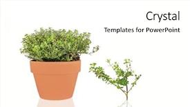  Presentation with thyme - Presentation theme enhanced with thymus vulgaris plant - golden thyme herb growing background and a white colored foreground