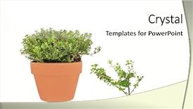  Presentation with specimen - Amazing presentation theme having thymus vulgaris plant - golden thyme herb growing backdrop and a white colored foreground