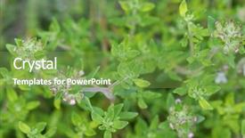  Presentation with home garden - Slides featuring thymus vulgaris plant - selective focus of home grown background and a seafoam green colored foreground