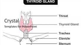  Presentation with gland - Slide deck featuring thyroid gland - parts included throat background and a white colored foreground