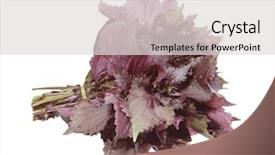  Presentation with herbal - Cool new presentation theme with tia - red perilla ocymoides bicolorlaciniata herbal backdrop and a light gray colored foreground
