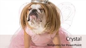  Presentation with english bulldog - Cool new presentation design with tiara - spoiled dog - english bulldog backdrop and a coral colored foreground