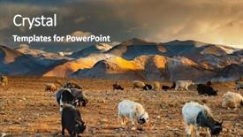  Presentation with grazing - Cool new presentation theme with tibetan landscape with grazing sheep backdrop and a violet colored foreground