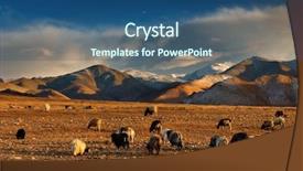  Presentation with grazing - Beautiful slides featuring tibetan landscape with grazing sheep and goats backdrop and a ocean colored foreground