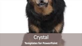  Presentation with years of service award - Presentation enhanced with tibetan mastiff dog 4 years background and a gray colored foreground