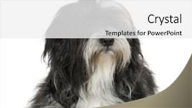  Presentation with anniversary 30 years - Presentation enhanced with tibetan terrier 6 years in front of a white background background and a white colored foreground