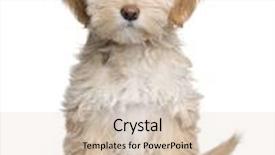  Presentation with puppy - Presentation design enhanced with tibetan terrier puppy 3 months in front of a white background background and a lemonade colored foreground